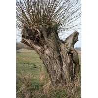 Saule blanc - Salix alba - Haie champetre  - Pepiniere Alsace - Vegetal Local Nord Est - Bio - Jardin forêt comestible - fruitier - permaculture