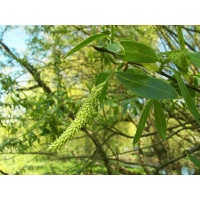 Saule blanc - Salix alba - Haie champetre  - Pepiniere Alsace - Vegetal Local Nord Est - Bio - Jardin forêt comestible - fruitier - permaculture