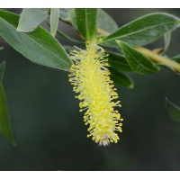 Saule blanc - Salix alba - Haie champetre  - Pepiniere Alsace - Vegetal Local Nord Est - Bio - Jardin forêt comestible - fruitier - permaculture