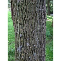 Saule blanc - Salix alba - Haie champetre  - Pepiniere Alsace - Vegetal Local Nord Est - Bio - Jardin forêt comestible - fruitier - permaculture