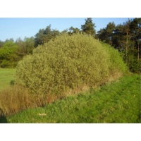 Saule cendré - Salix cinerea - Haie champetre  - Pepiniere Alsace - Vegetal Local Nord Est - Bio - Jardin forêt comestible - fruitier - permaculture