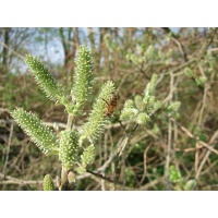 Saule cendré - Salix cinerea - Haie champetre  - Pepiniere Alsace - Vegetal Local Nord Est - Bio - Jardin forêt comestible - fruitier - permaculture