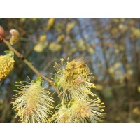 Saule cendré - Salix cinerea - Haie champetre  - Pepiniere Alsace - Vegetal Local Nord Est - Bio - Jardin forêt comestible - fruitier - permaculture