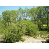 Saule des vanniers - Salix viminalis - Haie champetre  - Pepiniere Alsace - Vegetal Local Nord Est - Bio - Jardin forêt comestible - fruitier - permaculture