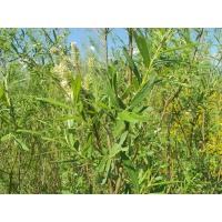 Saule des vanniers - Salix viminalis - Haie champetre  - Pepiniere Alsace - Vegetal Local Nord Est - Bio - Jardin forêt comestible - fruitier - permaculture