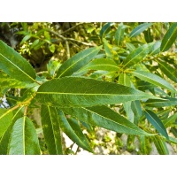 Saule fragile - Salix fragilis - Haie champetre  - Pepiniere Alsace - Vegetal Local Nord Est - Bio - Jardin forêt comestible - fruitier - permaculture