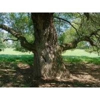 Saule fragile - Salix fragilis - Haie champetre  - Pepiniere Alsace - Vegetal Local Nord Est - Bio - Jardin forêt comestible - fruitier - permaculture