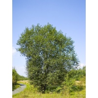 Saule marsault - Salix caprea - Haie champetre  - Pepiniere Alsace - Vegetal Local Nord Est - Bio - Jardin forêt comestible - fruitier - permaculture