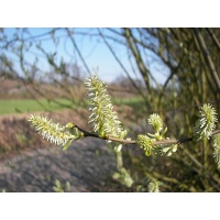 Saule marsault - Salix caprea - Haie champetre  - Pepiniere Alsace - Vegetal Local Nord Est - Bio - Jardin forêt comestible - fruitier - permaculture