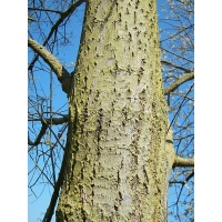 Saule marsault - Salix caprea - Haie champetre  - Pepiniere Alsace - Vegetal Local Nord Est - Bio - Jardin forêt comestible - fruitier - permaculture