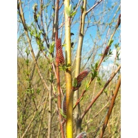 Saule pourpre - Salix purpurea - Haie champetre  - Pepiniere Alsace - Vegetal Local Nord Est - Bio - Jardin forêt comestible - fruitier - permaculture