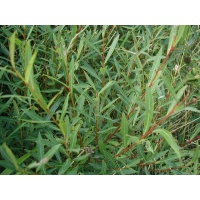 Saule pourpre - Salix purpurea - Haie champetre  - Pepiniere Alsace - Vegetal Local Nord Est - Bio - Jardin forêt comestible - fruitier - permaculture