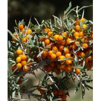 argousier_Hippophae rhamnoides_Haie champetre  - Pepiniere Alsace - Vegetal Local Nord Est- Bio - Jardin forêt comestible - fruitier - permaculture