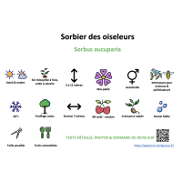 sorbier_des_oiseleurs_- résumé