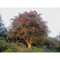 Sorbier des oiseleurs - Sorbus aucuparia - Haie champetre  - Pepiniere Alsace - Vegetal Local Nord Est - Bio - Jardin forêt comestible - fruitier - permaculture