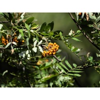 Sorbier des oiseleurs - Sorbus aucuparia - Haie champetre  - Pepiniere Alsace - Vegetal Local Nord Est - Bio - Jardin forêt comestible - fruitier - permaculture