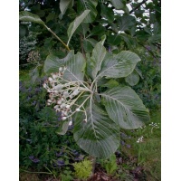 Alisier blanc - Sorbus aria - Haie champetre  - Pepiniere Alsace - Vegetal Local Nord Est- Bio - Jardin forêt comestible - fruitier - permaculture