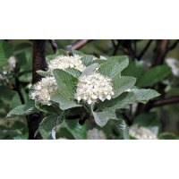 Alisier blanc - Sorbus aria - Haie champetre  - Pepiniere Alsace - Vegetal Local Nord Est- Bio - Jardin forêt comestible - fruitier - permaculture