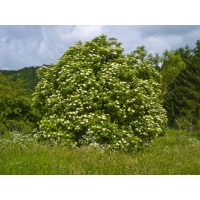 Sureau noir - Sambucus nigra - Haie champetre  - Pepiniere Alsace - Vegetal Local Nord Est - Bio - Jardin forêt comestible - fruitier - permaculture