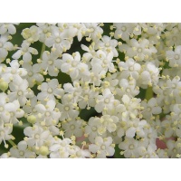 Sureau noir - Sambucus nigra - Haie champetre  - Pepiniere Alsace - Vegetal Local Nord Est - Bio - Jardin forêt comestible - fruitier - permaculture