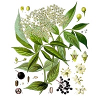 Sureau noir - Sambucus nigra - Haie champetre  - Pepiniere Alsace - Vegetal Local Nord Est - Bio - Jardin forêt comestible - fruitier - permaculture