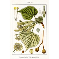 Tilleul à grandes feuilles - Tilia platyphyllos - Haie champetre  - Pepiniere Alsace - Vegetal Local Nord Est - Bio - Jardin forêt comestible - fruitier - permaculture