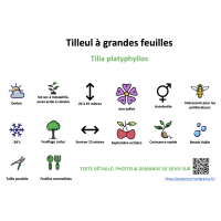 tilleul_a_grandes_feuilles_- résumé