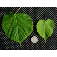 Tilleul à grandes feuilles - Tilia platyphyllos - Haie champetre  - Pepiniere Alsace - Vegetal Local Nord Est - Bio - Jardin forêt comestible - fruitier - permaculture