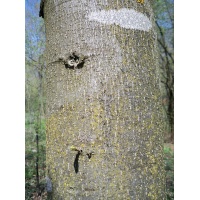 Tilleul à grandes feuilles - Tilia platyphyllos - Haie champetre  - Pepiniere Alsace - Vegetal Local Nord Est - Bio - Jardin forêt comestible - fruitier - permaculture