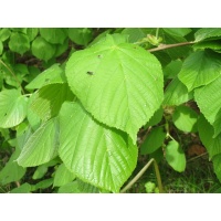 Tilleul à grandes feuilles - Tilia platyphyllos - Haie champetre  - Pepiniere Alsace - Vegetal Local Nord Est - Bio - Jardin forêt comestible - fruitier - permaculture