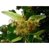 Tilleul à grandes feuilles - Tilia platyphyllos - Haie champetre  - Pepiniere Alsace - Vegetal Local Nord Est - Bio - Jardin forêt comestible - fruitier - permaculture