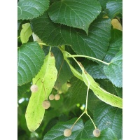 Tilleul à grandes feuilles - Tilia platyphyllos - Haie champetre  - Pepiniere Alsace - Vegetal Local Nord Est - Bio - Jardin forêt comestible - fruitier - permaculture