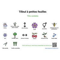 tilleul_a_petites_feuilles_- résumé