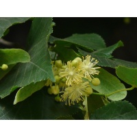 Tilleul à petites feuilles - Tilia cordata  - Haie champetre  - Pepiniere Alsace - Vegetal Local Nord Est - Bio - Jardin forêt comestible - fruitier - permaculture