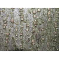 Tilleul à petites feuilles - Tilia cordata  - Haie champetre  - Pepiniere Alsace - Vegetal Local Nord Est - Bio - Jardin forêt comestible - fruitier - permaculture