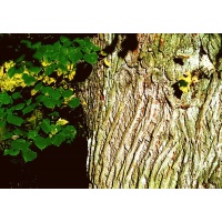 Tilleul à petites feuilles - Tilia cordata  - Haie champetre  - Pepiniere Alsace - Vegetal Local Nord Est - Bio - Jardin forêt comestible - fruitier - permaculture