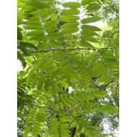 Arbre-salade-acajou-de-chine_Toona_sinensis - Haie champetre  - Pepiniere Alsace - Vegetal Local Nord Est- Bio - Jardin forêt comestible - fruitier - permaculture