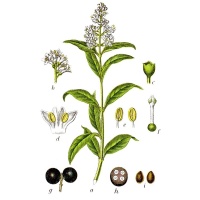 Troène commun - Ligustrum vulgare  - Haie champetre  - Pepiniere Alsace - Vegetal Local Nord Est - Bio - Jardin forêt comestible - fruitier - permaculture