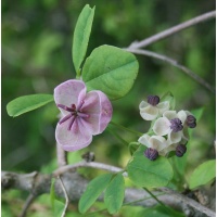 Vigne chocolat - Akébie quinata - Akebia quinata - Haie champetre  - Pepiniere Alsace - Vegetal Local Nord Est - Bio - Jardin forêt comestible - fruitier - permaculture