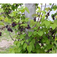 Vigne chocolat - Akébie trifoliata - Akebia trifoliata - Haie champetre  - Pepiniere Alsace - Vegetal Local Nord Est - Bio - Jardin forêt comestible - fruitier - permaculture