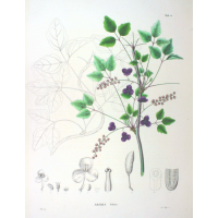 Vigne chocolat - Akébie trifoliata - Akebia trifoliata - Haie champetre  - Pepiniere Alsace - Vegetal Local Nord Est - Bio - Jardin forêt comestible - fruitier - permaculture