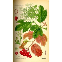 Viorne obier - Viburnum opulus - Haie champetre  - Pepiniere Alsace - Vegetal Local Nord Est - Bio - Jardin forêt comestible - fruitier - permaculture
