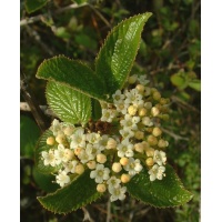 Viorne lantane - Viburnum lantana - Haie champetre  - Pepiniere Alsace - Vegetal Local Nord Est - Bio - Jardin forêt comestible - fruitier - permaculture