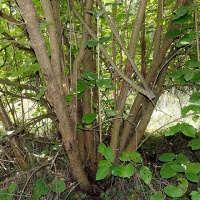 Viorne lantane - Viburnum lantana - Haie champetre  - Pepiniere Alsace - Vegetal Local Nord Est - Bio - Jardin forêt comestible - fruitier - permaculture