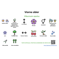 viorne_obier_- résumé