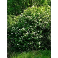 Viorne obier - Viburnum opulus - Haie champetre  - Pepiniere Alsace - Vegetal Local Nord Est - Bio - Jardin forêt comestible - fruitier - permaculture