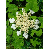 Viorne obier - Viburnum opulus - Haie champetre  - Pepiniere Alsace - Vegetal Local Nord Est - Bio - Jardin forêt comestible - fruitier - permaculture