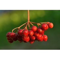 Viorne obier - Viburnum opulus - Haie champetre  - Pepiniere Alsace - Vegetal Local Nord Est - Bio - Jardin forêt comestible - fruitier - permaculture