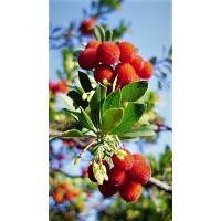 Arbousier_Arbre_aux_fraises_Atlantica_Arbutus_Unedo_Haie champetre  - Pepiniere Alsace - Vegetal Local Nord Est- Bio - Jardin forêt comestible - fruitier - permaculture