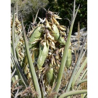 Yucca banane - Yucca baccata - Haie champetre  - Pepiniere Alsace - Vegetal Local Nord Est - Bio - Jardin forêt comestible - fruitier - permaculture